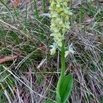 Orchis pallens 葉