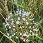 Valeriana tripterisFlower