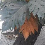 Artocarpus altilis ᱮᱴᱟᱜ