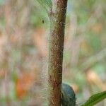 Hieracium sabaudum Žievė