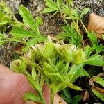 Potentilla caulescensFlor