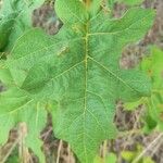 Solanum torvum Levél