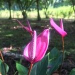 Anthurium amnicolaFloare