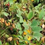 Cotoneaster integerrimus Habit