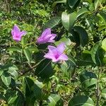 Cryptostegia madagascariensis 花