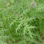 Phacelia tanacetifolia Blad