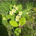 Primula vulgarisBlodyn