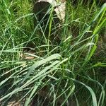 Elymus pungens Blatt