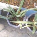 Aloe vera Kukka