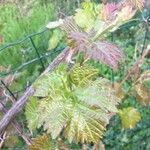 Vitis viniferaبرگ