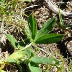 Trifolium alpinum ᱥᱟᱠᱟᱢ