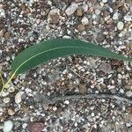 Eucalyptus viminalis Leaf