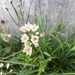 Allium massaessylum Lorea
