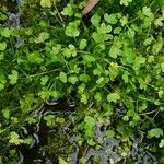 Ranunculus hyperboreus Habitus