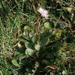 Bellis pappulosa Habit