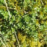 Galium saxatileLeaf