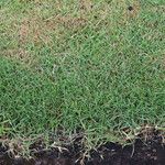 Zoysia matrella অভ্যাস