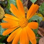 Calendula stellataKukka