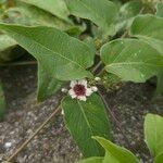 Paederia foetida Virág