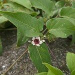 Paederia foetida ফুল