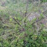 Artemisia verlotiorum برگ