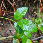 Rubus hispidus Leaf