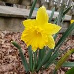Narcissus pseudonarcissus Fleur