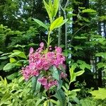 Kalmia angustifoliaЦветок