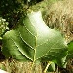 Populus nigra Yaprak