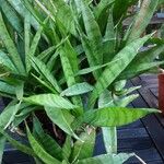 Sansevieria parva