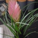 Tillandsia guatemalensis Kwiat