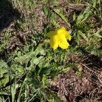 Oenothera glaziovianaBlodyn