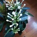 Stephanotis floribunda 花