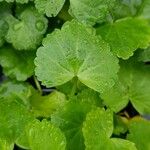 Sidalcea oregana 葉