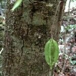 Atractocarpus pterocarpon 樹皮