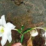 Eucharis × grandiflora Blomma