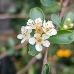 Pyracantha koidzumii Flower