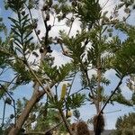 Banksia marginata Συνήθη χαρακτηριστικά