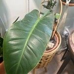 Philodendron martianumBlad