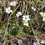 Saxifraga androsacea List