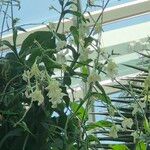 Nicotiana spp. Habit