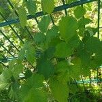 Rubus camptostachys 葉