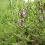 Teucrium scordium Elinympäristö