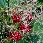 Rubus gratus ഫലം