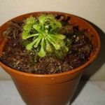 Drosera capillaris পাতা