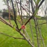 Prunus prostrata Blomst