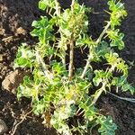 Solanum arundo List