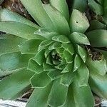 Sempervivum globiferum Leaf