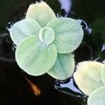 Pistia stratiotes Feuille