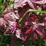 Loropetalum chinense Leaf